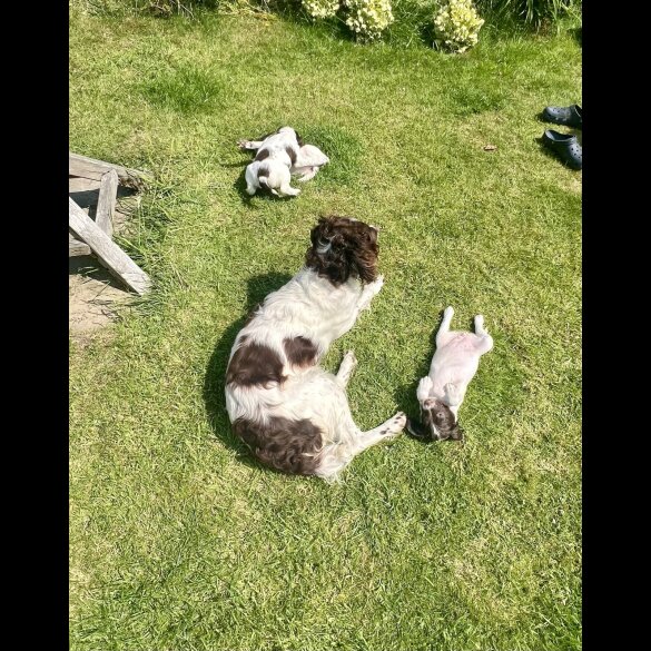 English Springer Spaniel - Bitches