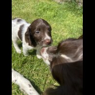 English Springer Spaniel - Bitches