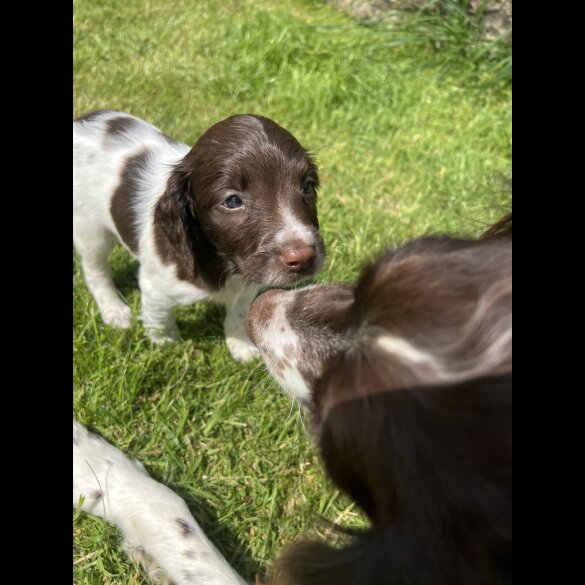 English Springer Spaniel - Bitches