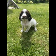 English Springer Spaniel - Bitches
