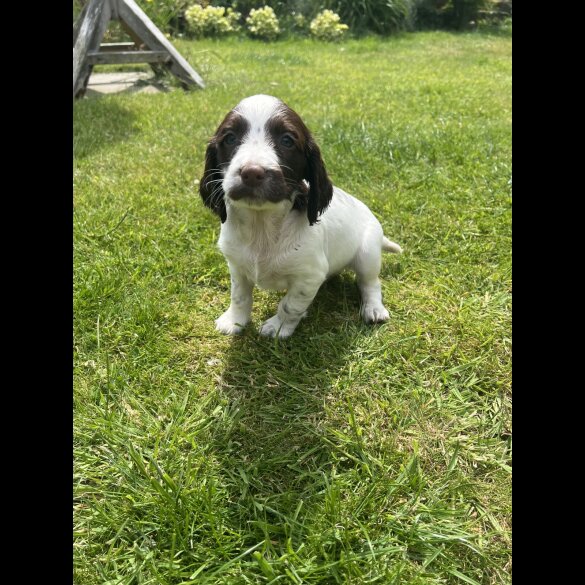 English Springer Spaniel - Bitches