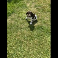 English Springer Spaniel - Bitches