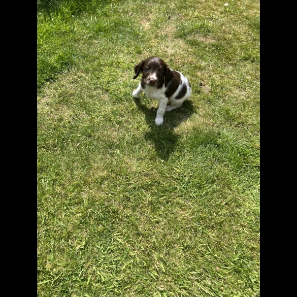 English Springer Spaniel - Bitches