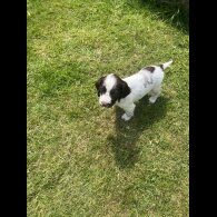 English Springer Spaniel - Bitches