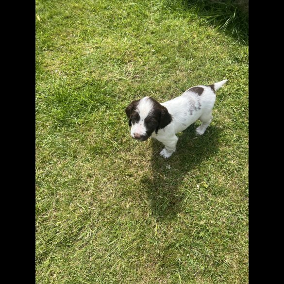 English Springer Spaniel - Bitches