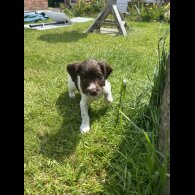 English Springer Spaniel - Bitches