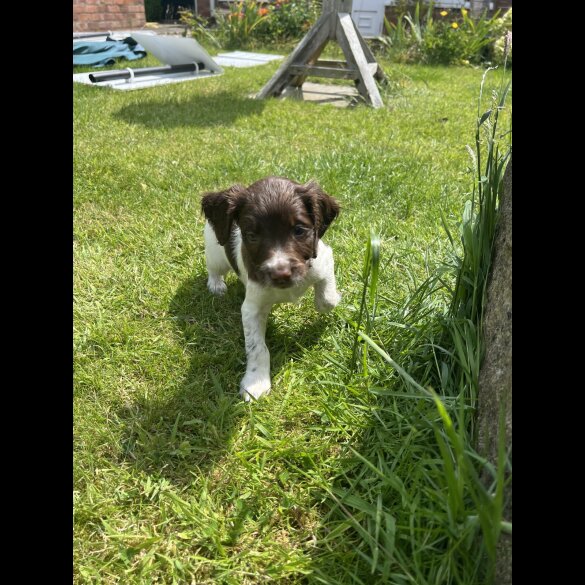 English Springer Spaniel - Bitches