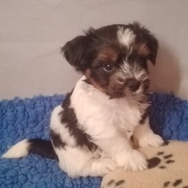 Biewer Terrier - Dogs