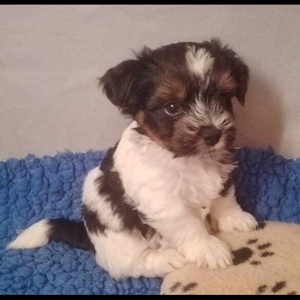 Biewer Terrier - Dogs