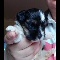 Biewer Terrier - Dogs