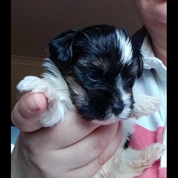Biewer Terrier - Dogs