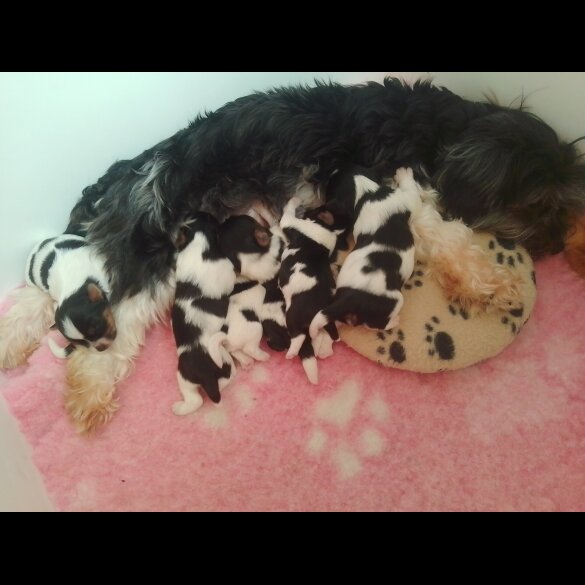 Biewer Terrier - Dogs