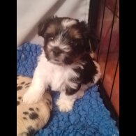 Biewer Terrier - Dogs