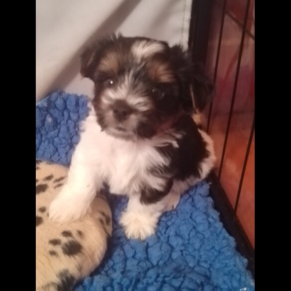 Biewer Terrier - Dogs