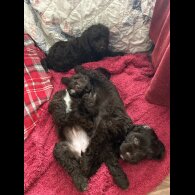 Cockapoo - Both