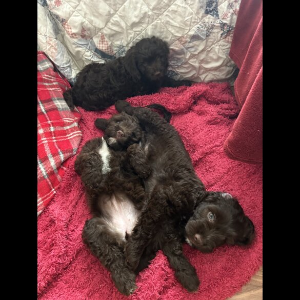 Cockapoo - Both