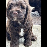 Cockapoo - Both
