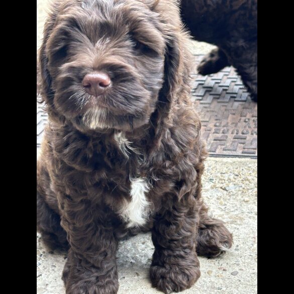 Cockapoo - Both