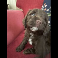 Cockapoo - Both