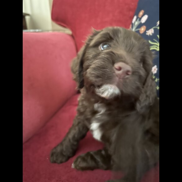 Cockapoo - Both
