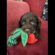 Cockapoo - Both