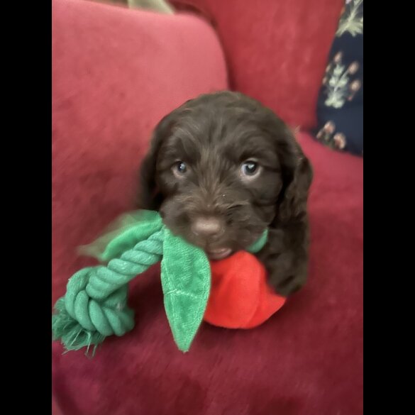 Cockapoo - Both