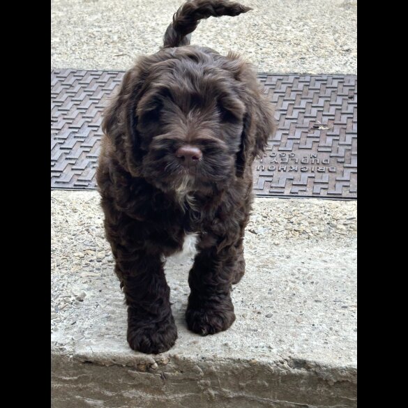 Cockapoo - Both