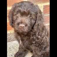 Cockapoo - Both