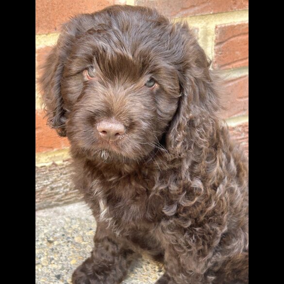 Cockapoo - Both