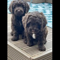 Cockapoo - Both