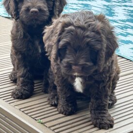 Cockapoo - Both