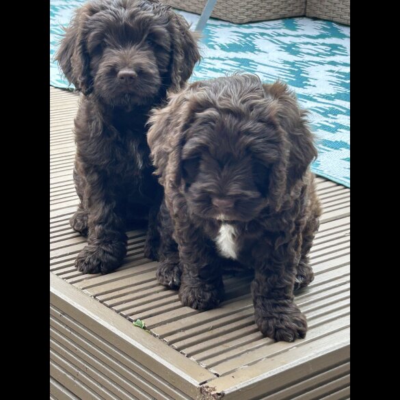 Cockapoo - Both