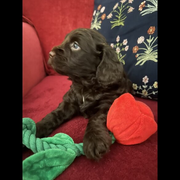 Cockapoo - Both