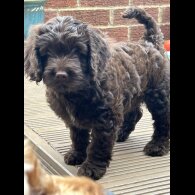 Cockapoo - Both