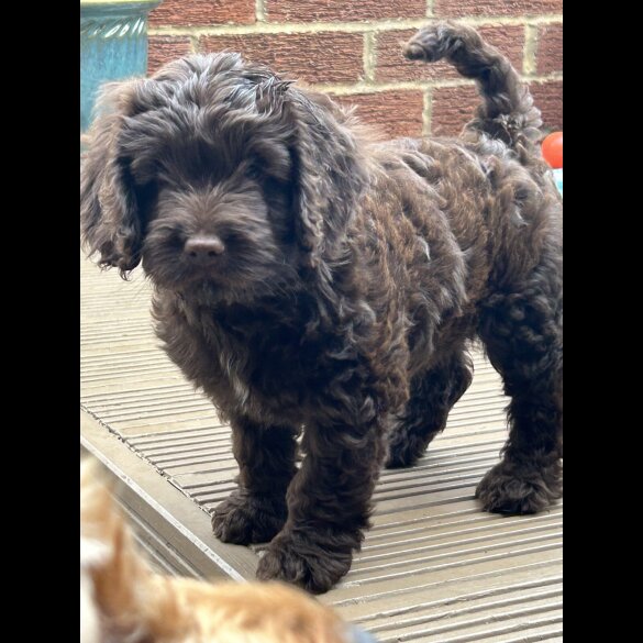 Cockapoo - Both