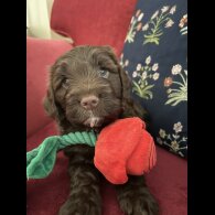 Cockapoo - Both