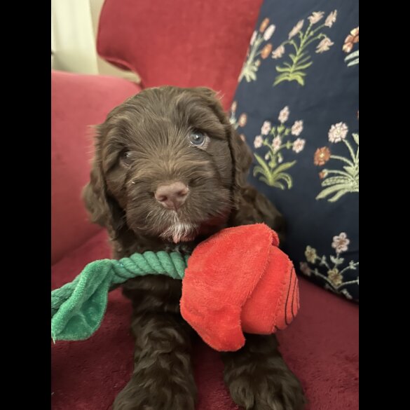 Cockapoo - Both