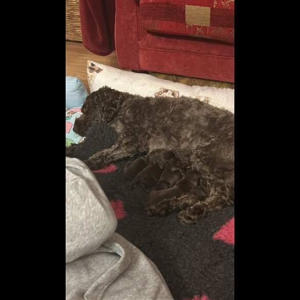 Cockapoo - Both