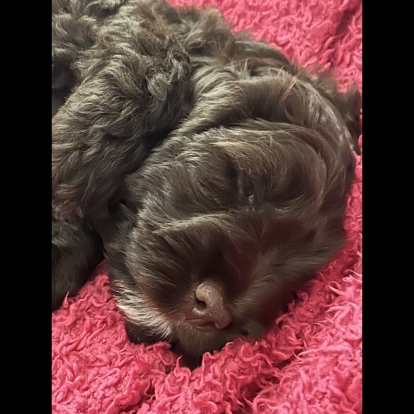 Cockapoo - Both