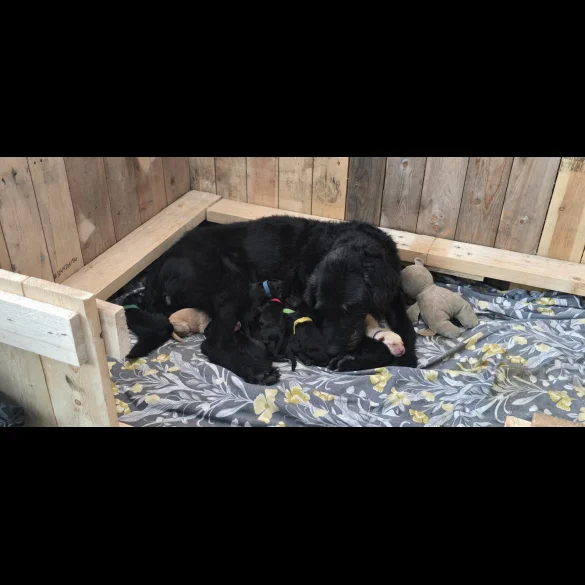 Labradoodle - Both