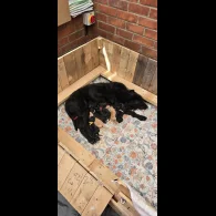 Labradoodle - Both