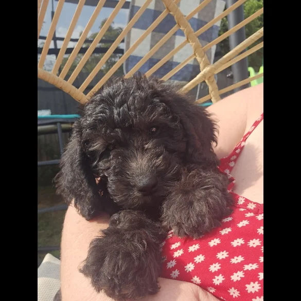 Labradoodle - Both