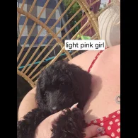 Labradoodle - Both