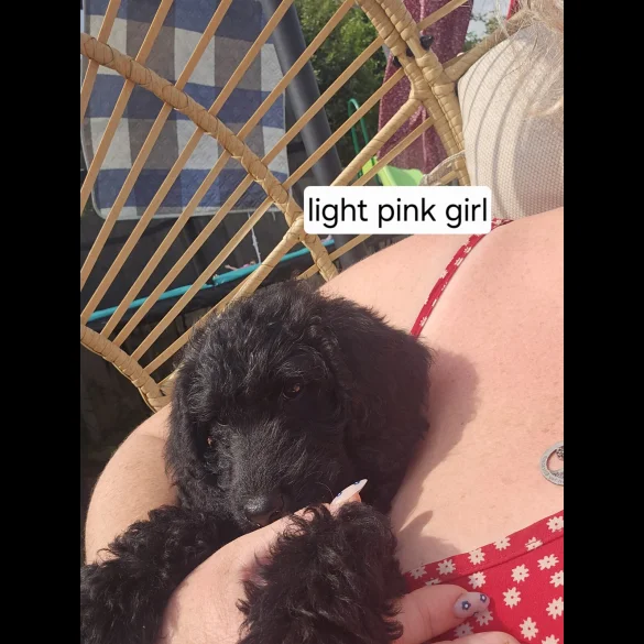 Labradoodle - Both
