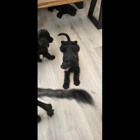 Labradoodle - Both