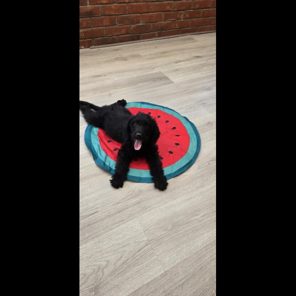 Labradoodle - Both