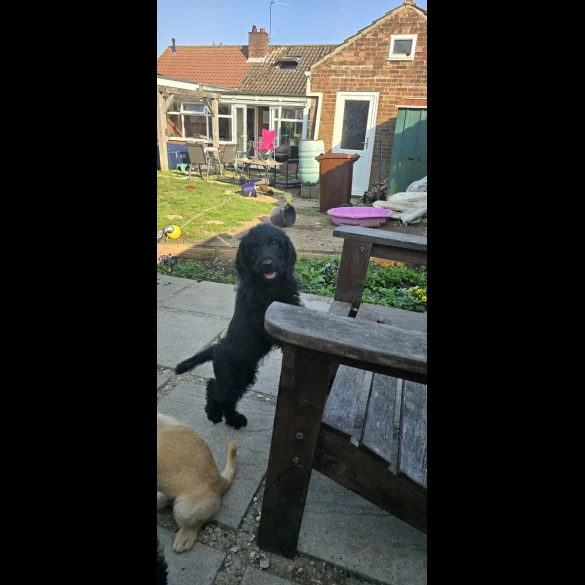 Labradoodle - Both
