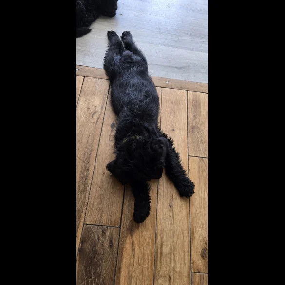 Labradoodle - Both