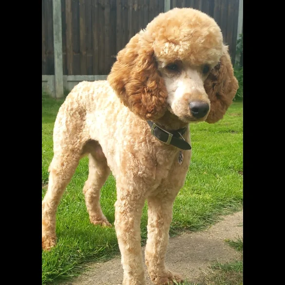 Labradoodle - Both