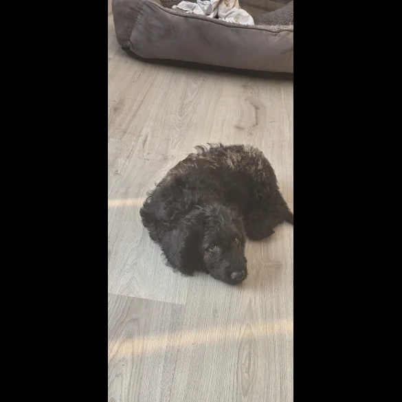 Labradoodle - Both